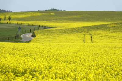 Scenic view of oilseed rape field