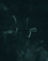 Close-up of leaf against blurred background