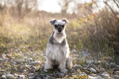 Portrait of dog standing on field