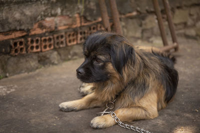 Close-up of a dog looking away