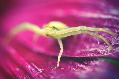 Close-up of pink flowers