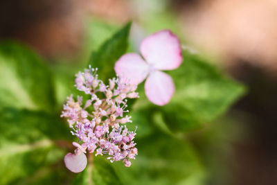 Close-up of pink flowering plant