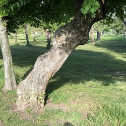 Trees in park