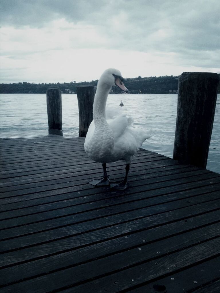animal themes, water, bird, wood - material, pier, wildlife, animals in the wild, one animal, lake, sky, seagull, railing, nature, wood, wooden, jetty, perching, tranquility, outdoors, day