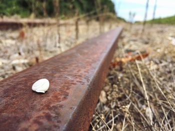 Snail shell on rusty railroad track