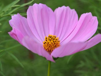 Close-up of pink cosmos flower