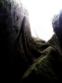 Low angle view of moss growing on rock