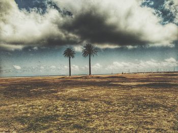 Trees on field against cloudy sky