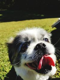 Close-up portrait of dog