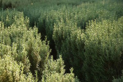 High angle view of plants growing on field