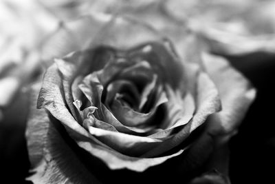 Close-up of rose against blurred background