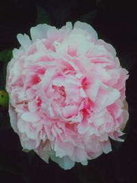 Close-up of pink rose flower against black background