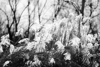 Close-up of snow covered plants and trees in forest