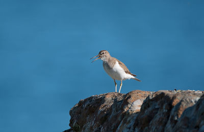 Bird perching on rock