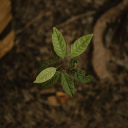 High angle view of small plant growing on field