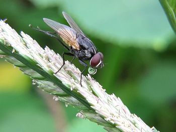 Close-up of butterfly pollinating flower