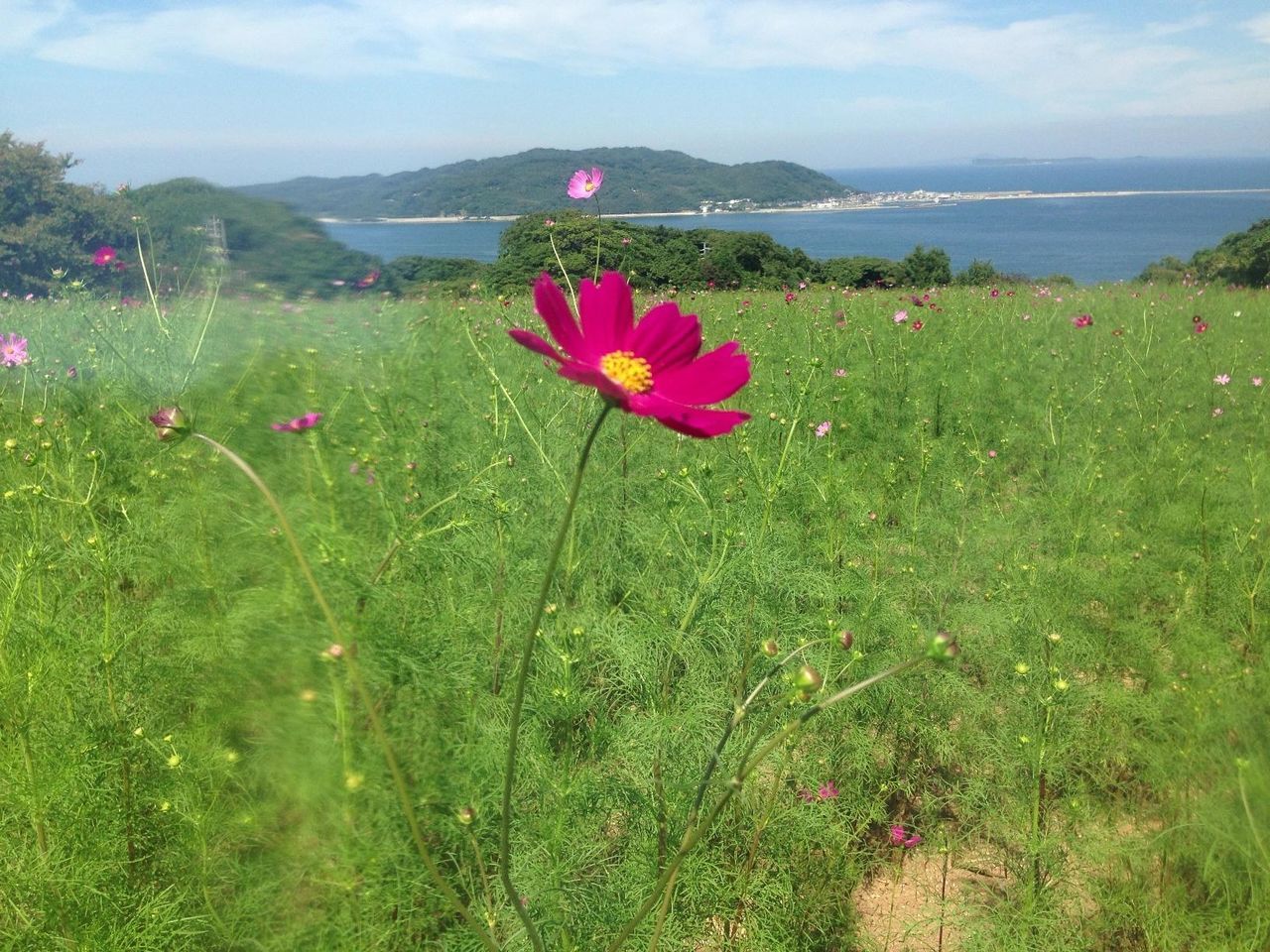 flower, grass, beauty in nature, field, growth, sky, freshness, plant, nature, mountain, landscape, fragility, tranquil scene, tranquility, petal, blooming, scenics, green color, grassy, day