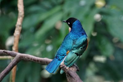 Close-up of superb starling perching on plant