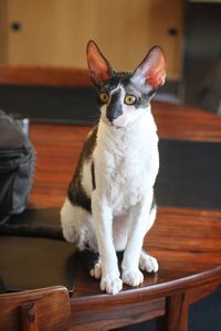 Cornish rex cat sitting on a table at home