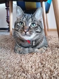 Portrait of tabby cat on rug at home