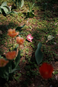 Close-up of flowers