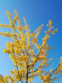 Low angle view of yellow flower tree against blue sky