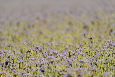 Scenic view of flowering plants on field