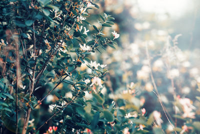 Close-up of flowering plant on field