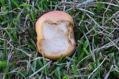 Close-up of mushroom growing on field