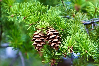 Close-up of pine cone on tree