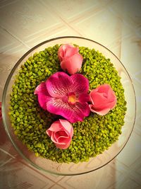 Close-up of pink flowers