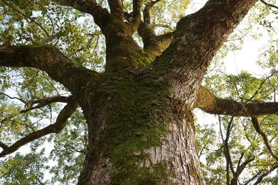 Low angle view of tree in forest against sky