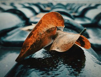 Close-up of rusty metal on wood in lake