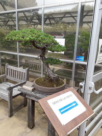 Potted plants on table by window