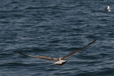 Seagull flying over sea