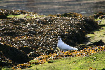 Close-up of bird perching on water