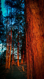 Trees in forest at night