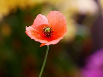 Close-up of red flower