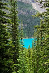 Pine trees in forest