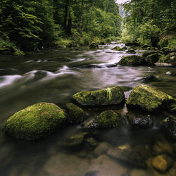 Scenic view of waterfall in forest
