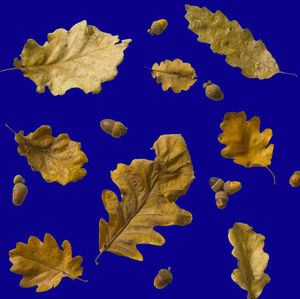 Close-up of autumn leaf against blue background