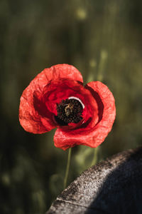 Close-up of red flower