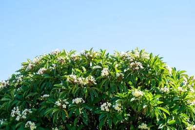 Low angle view of flowering plants against sky