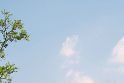 Low angle view of trees against blue sky