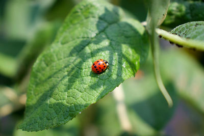 Close-up of ladybug on leaf