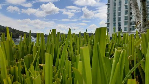 Plants growing on field against sky