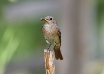 Close-up of bird perching on wooden post