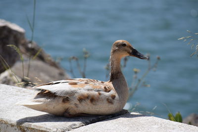 Duck on lake