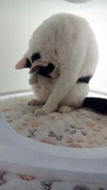 Close-up of a dog sleeping