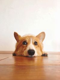 Portrait of dog sitting on hardwood floor